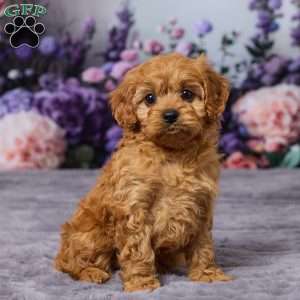 Caramell, Cavapoo Puppy